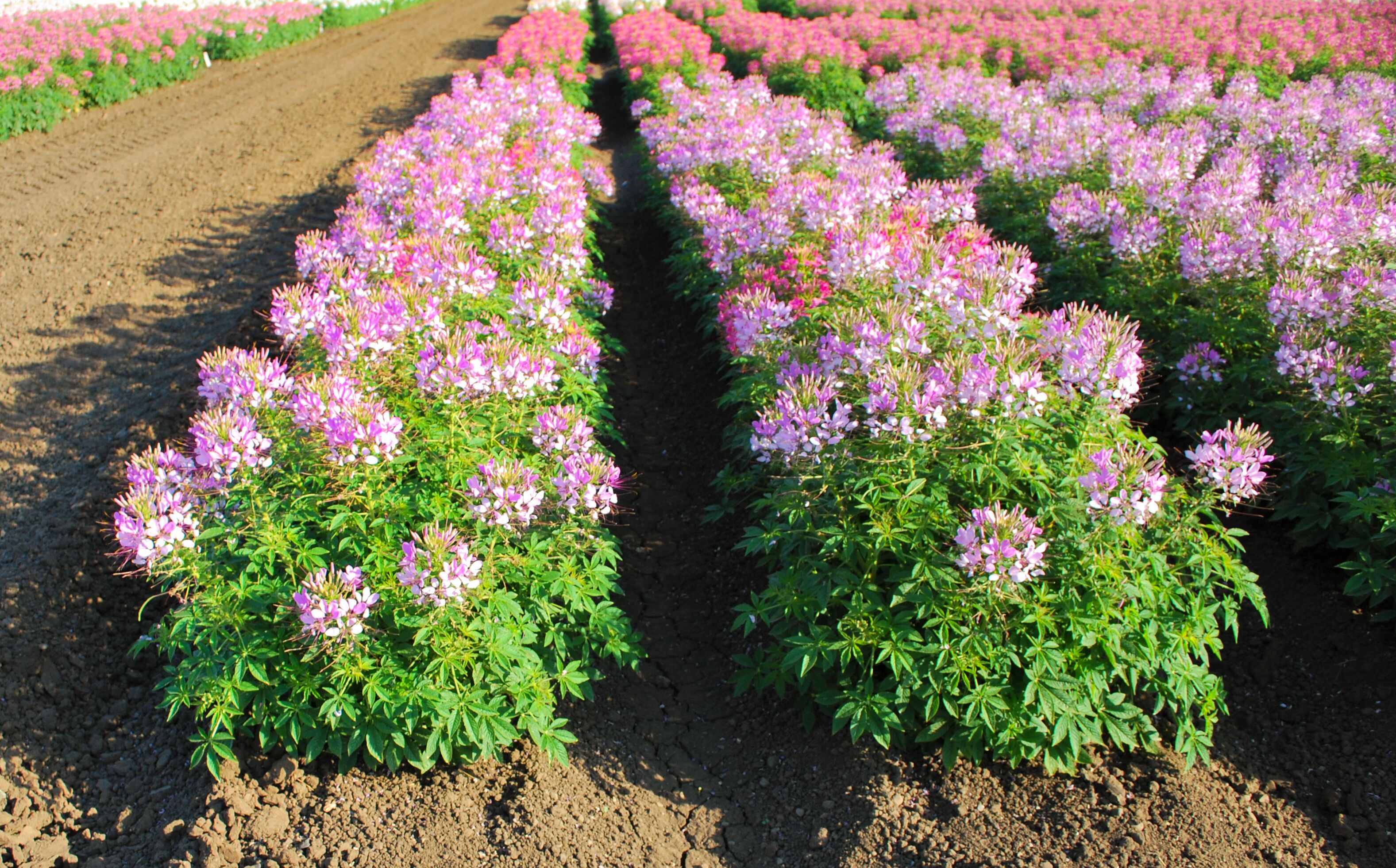 Sparkler™ 2.0 Lavender | Syngenta Flowers