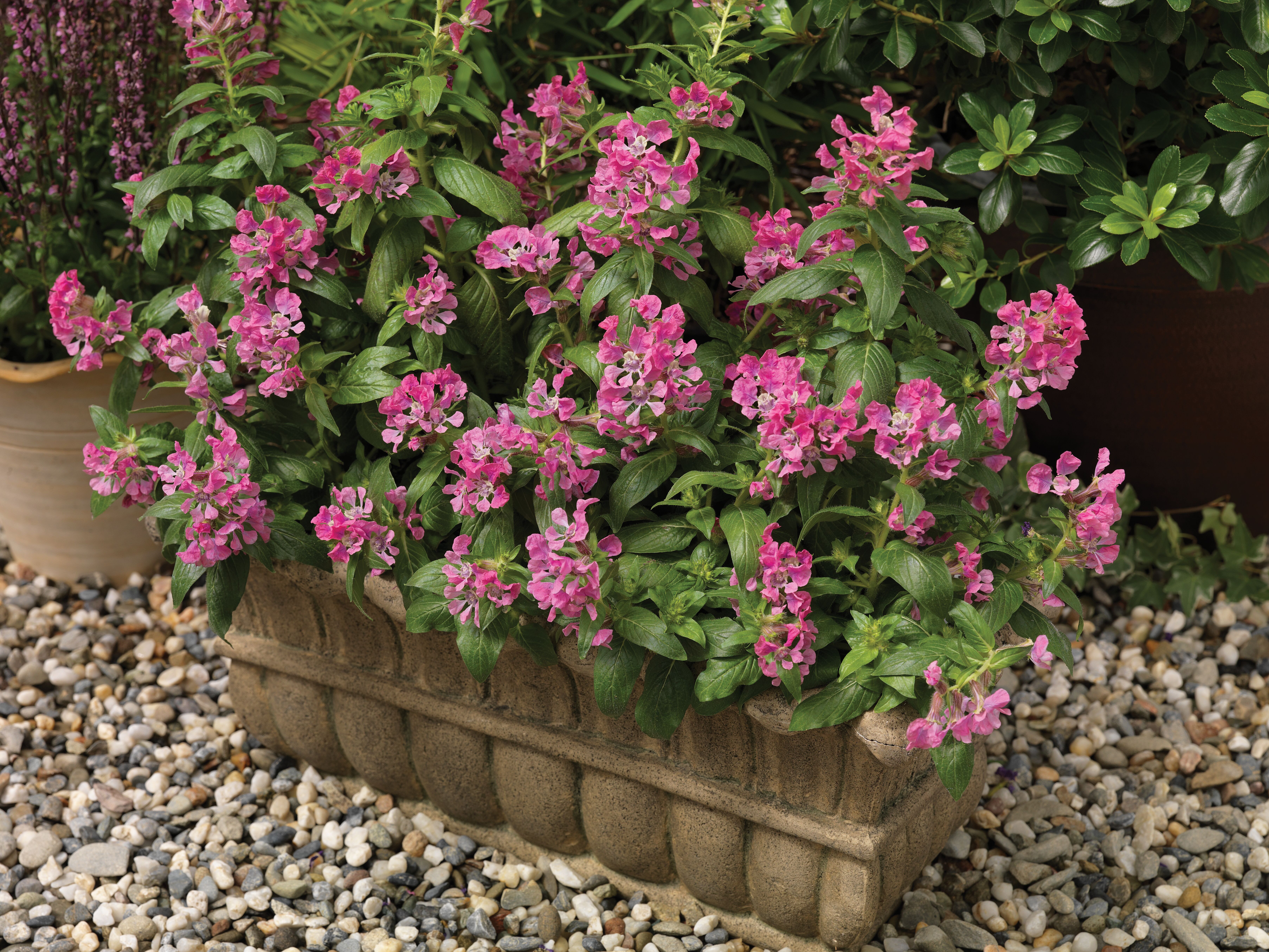 Sriracha™ Pink | Syngenta Flowers