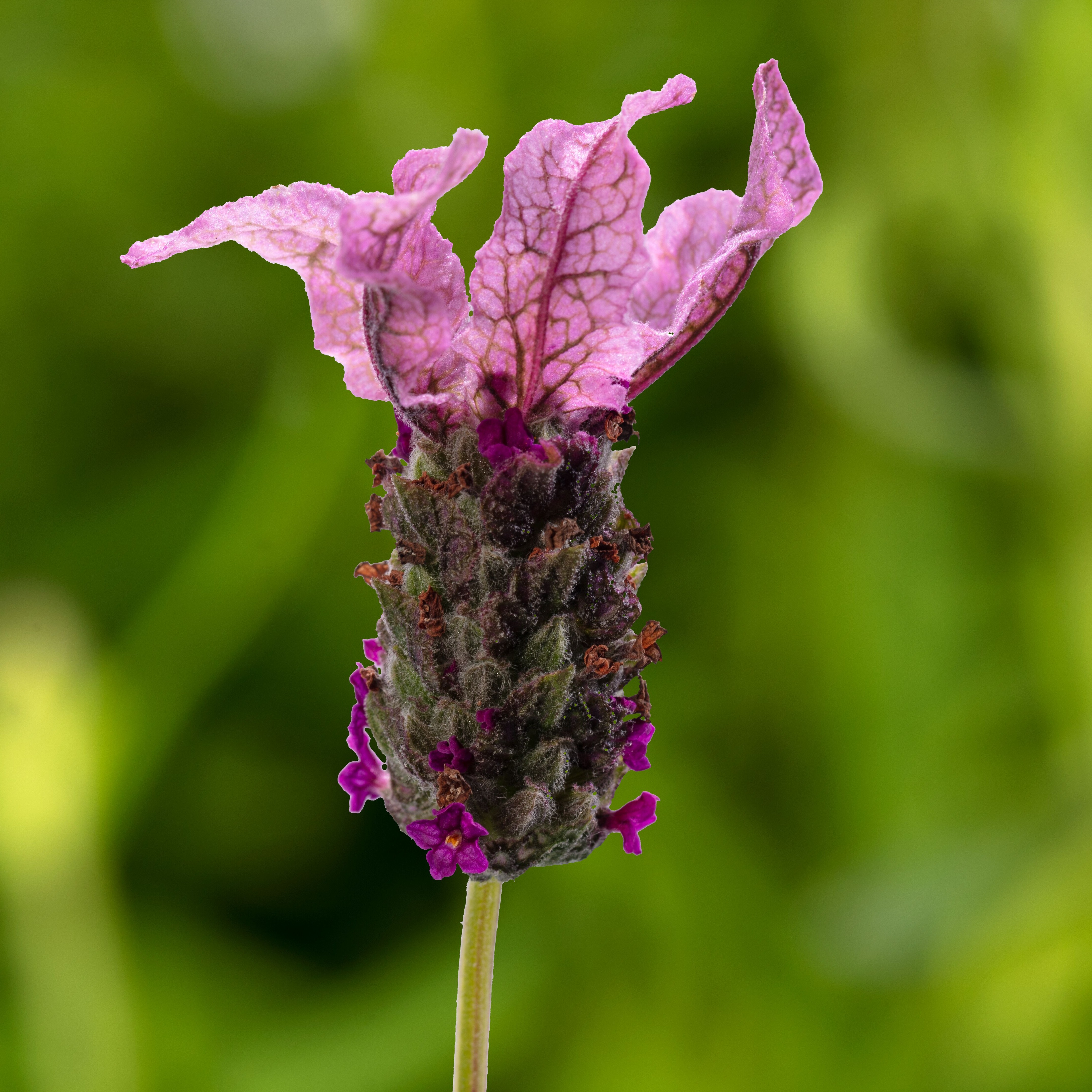 70075295-flower.jpg