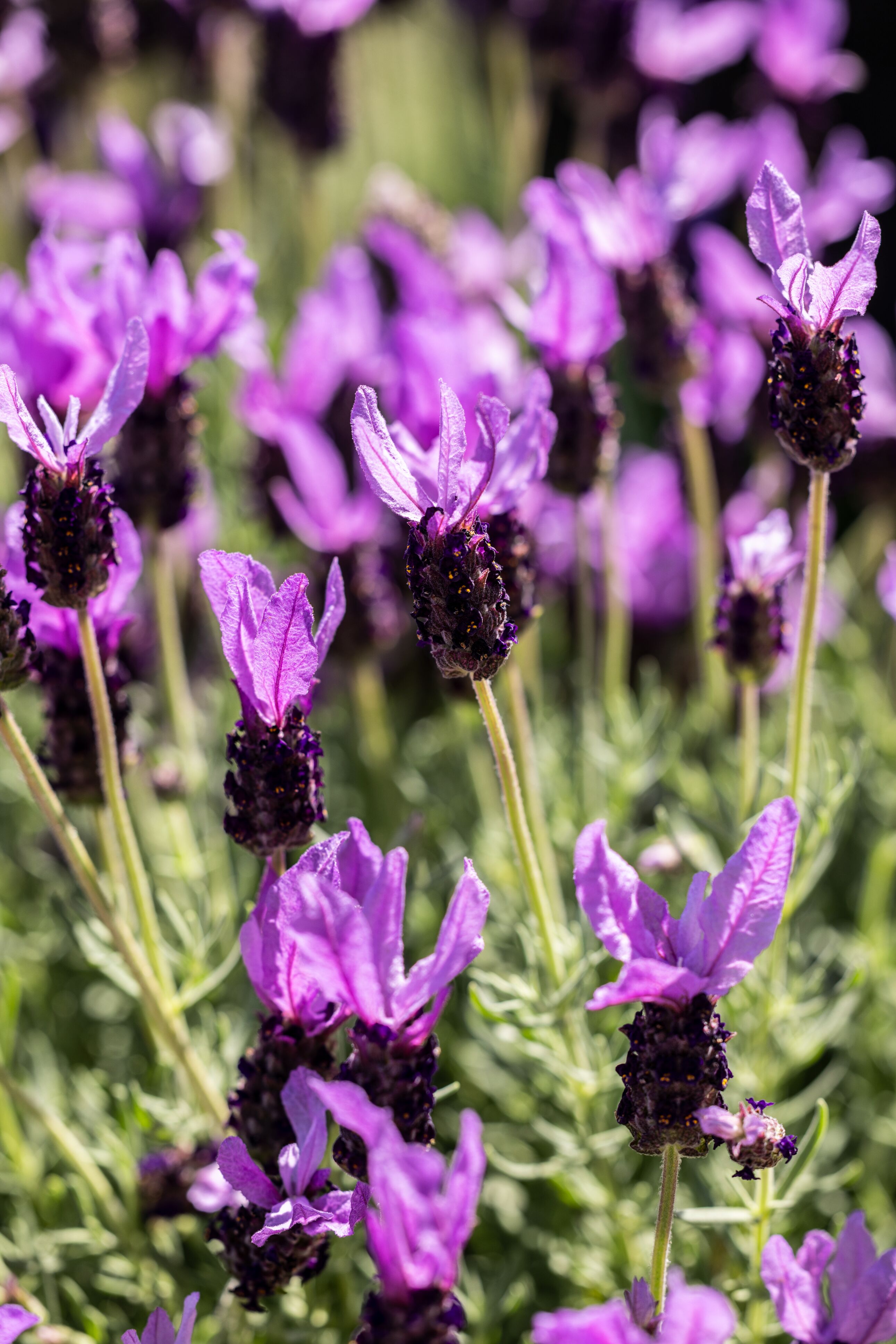 Javelin™ Fortissimo Purple | Syngenta Flowers