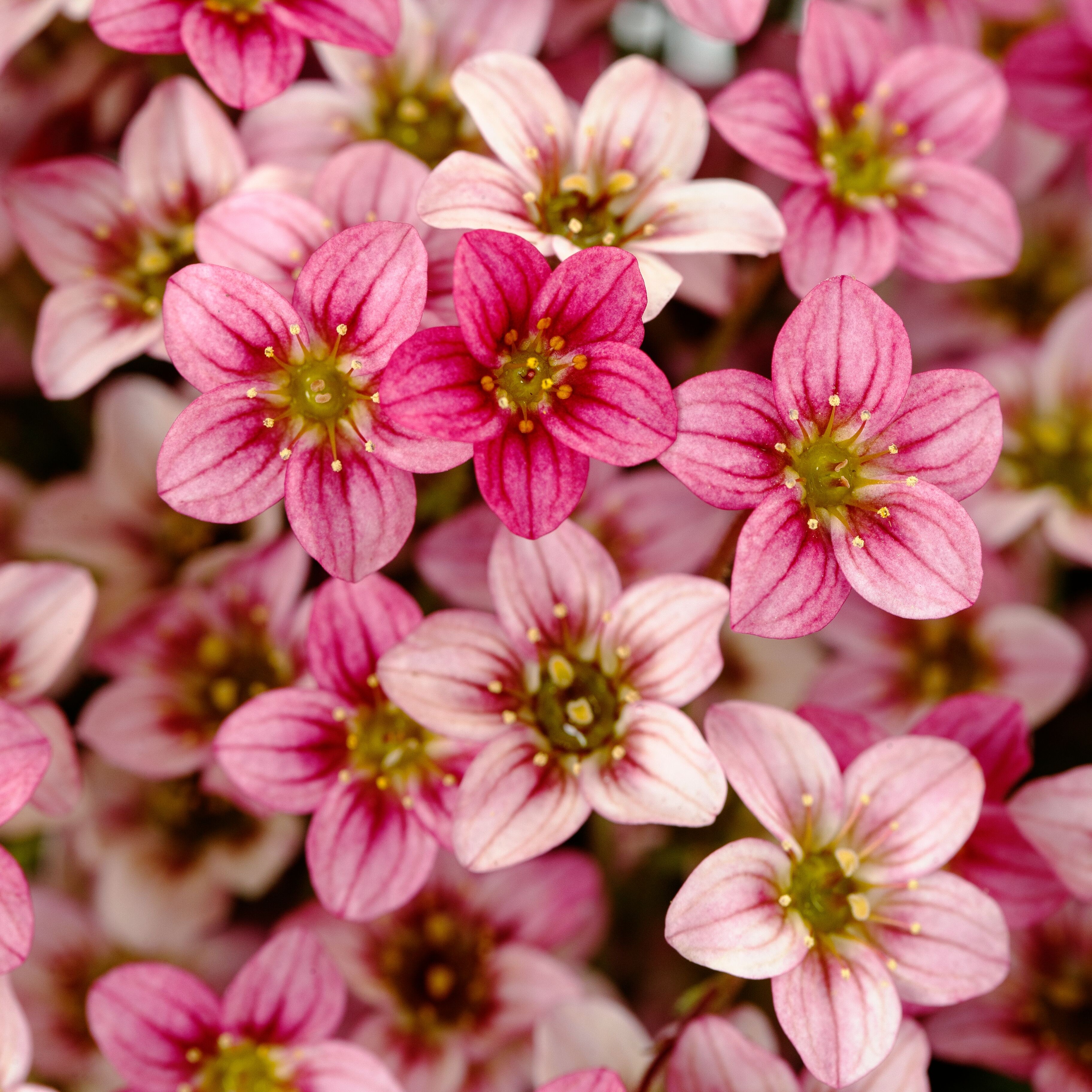 70094843-flower.jpg