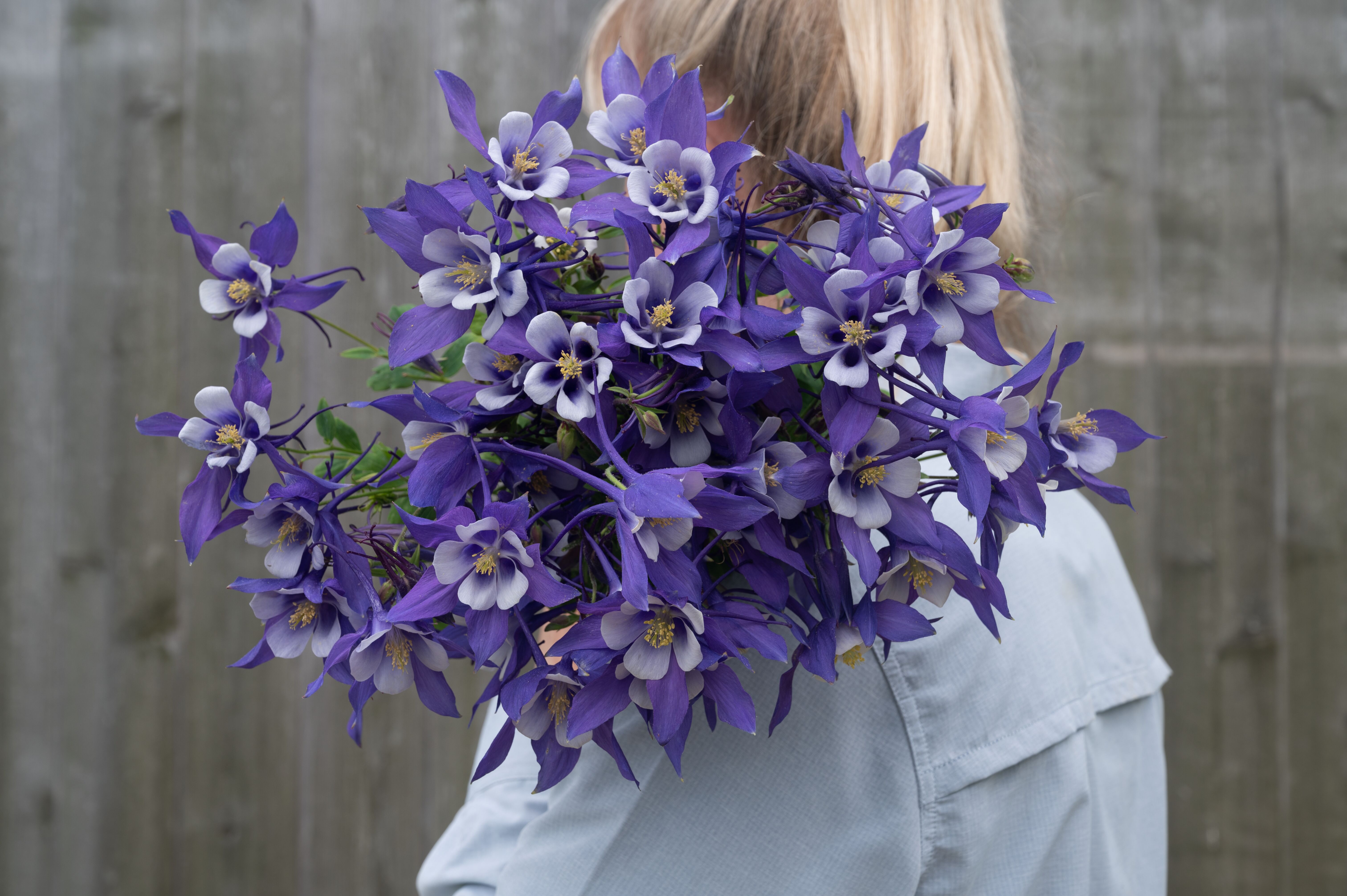 Kirigami™ Deep Blue & White | Syngenta Flowers