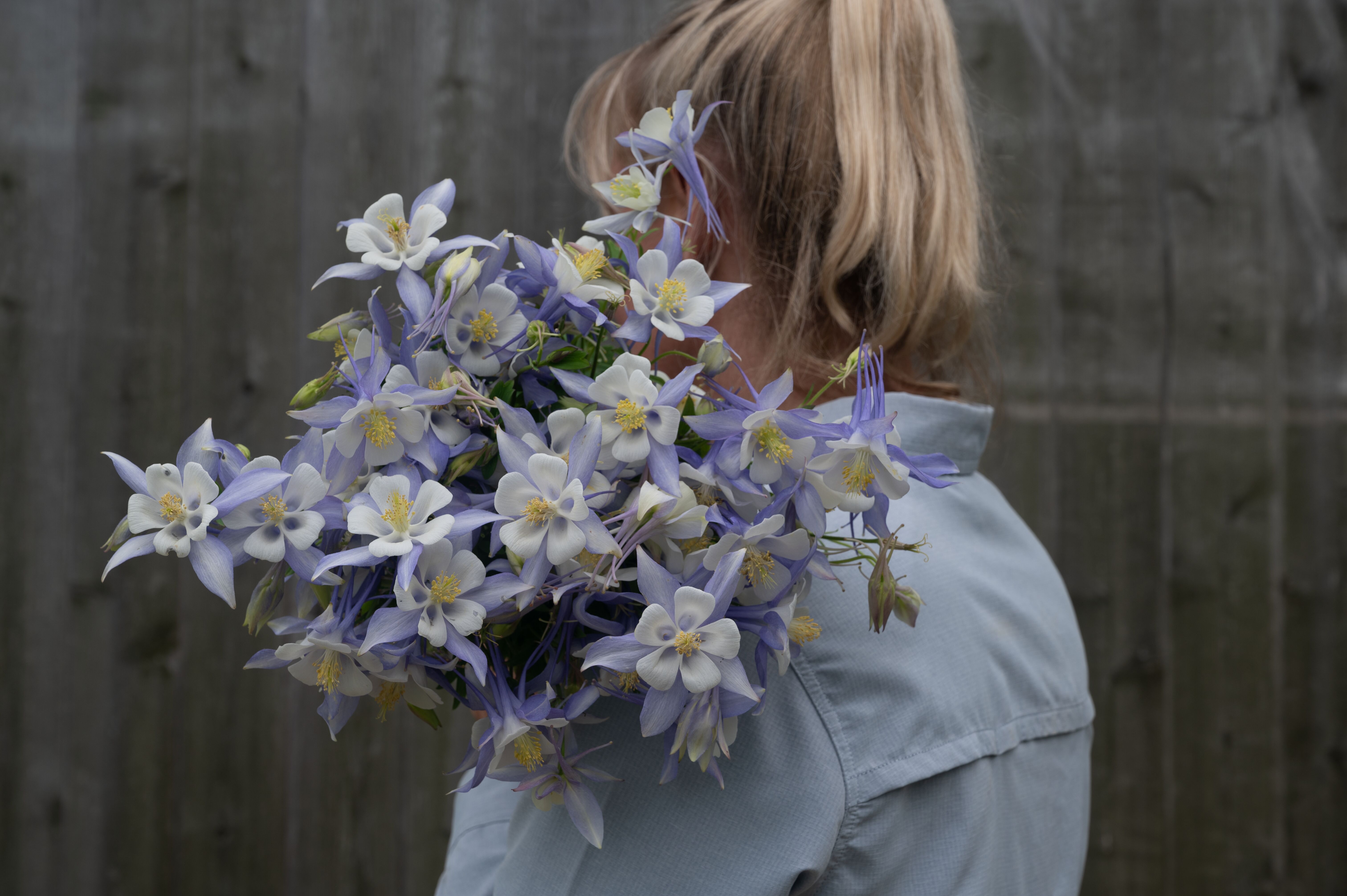 Kirigami™ Light Blue & White | Syngenta Flowers