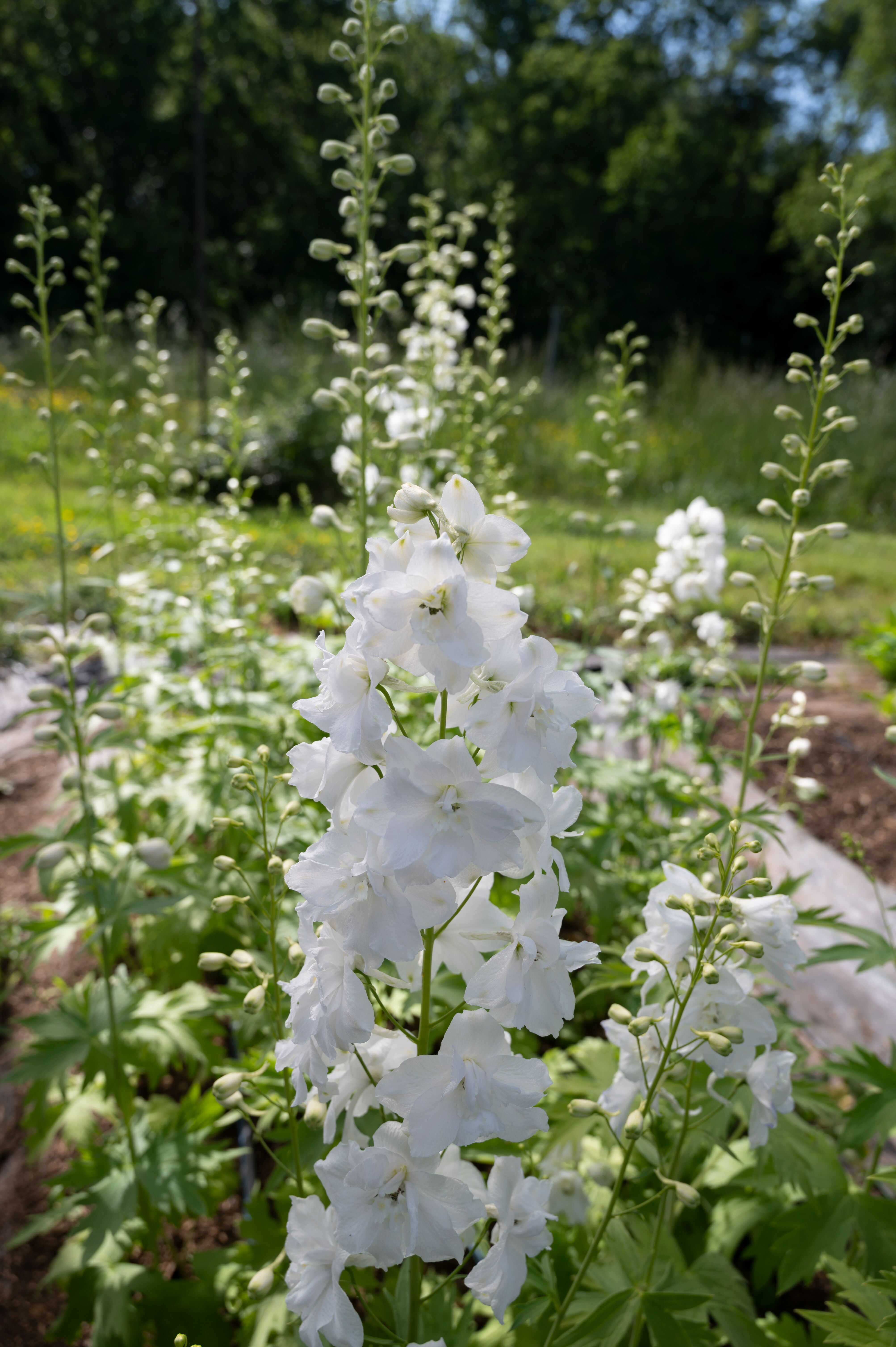 Excalibur™ Pure White | Syngenta Flowers