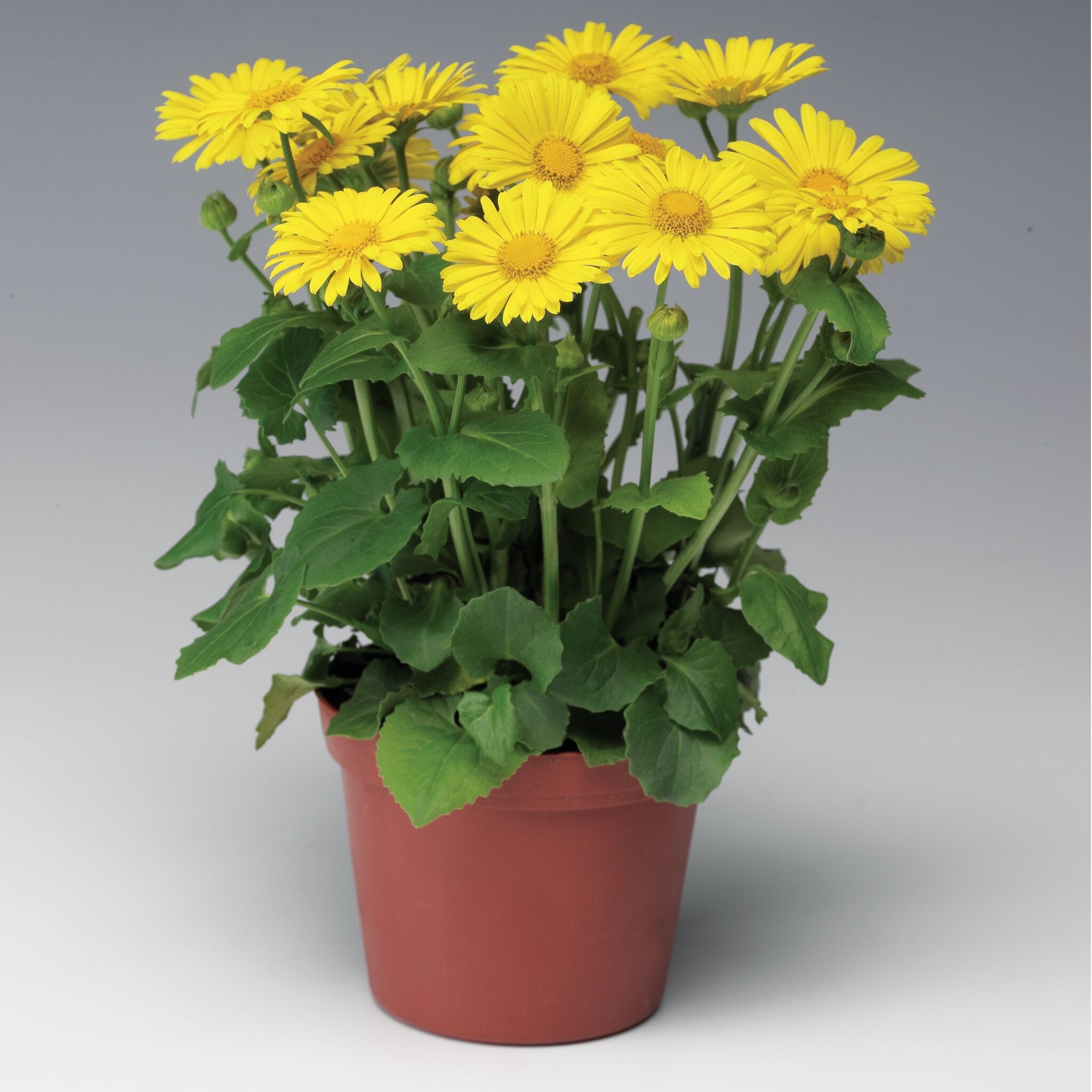 Leonardo Compact Yellow | Syngenta Flowers