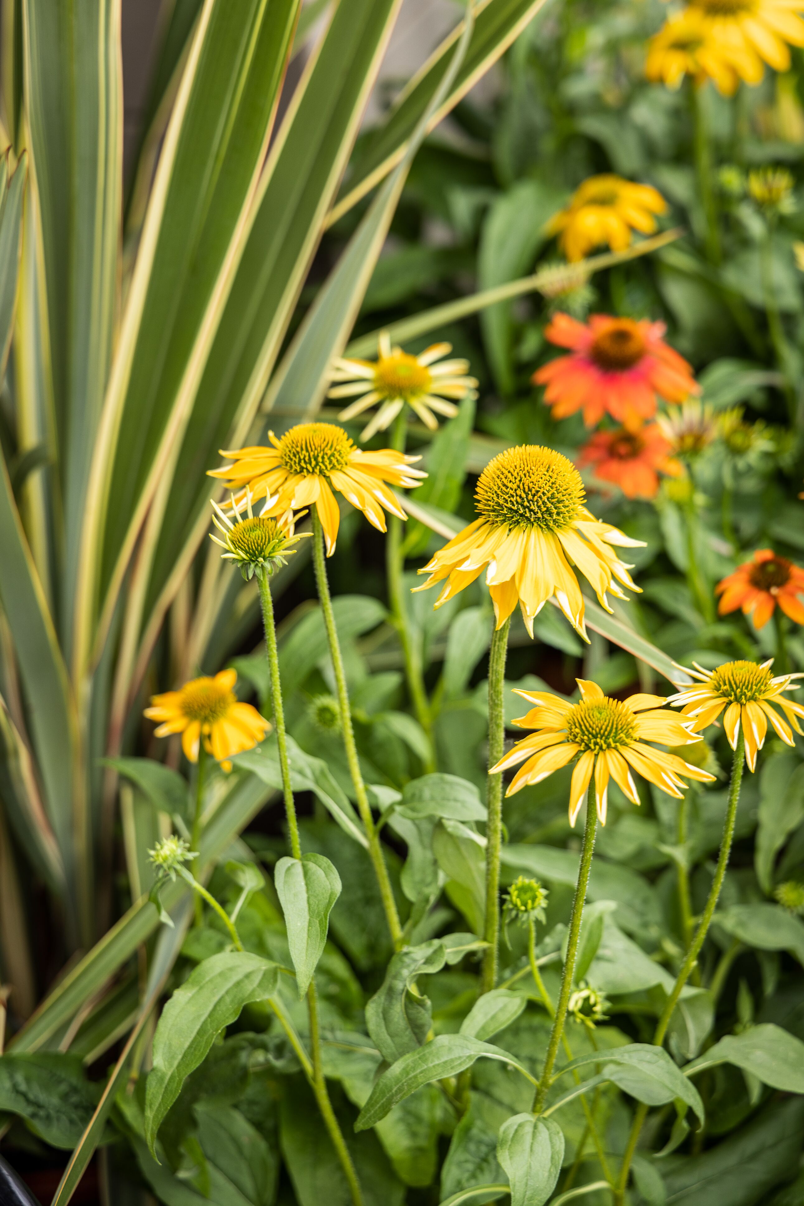 Prairie Blaze™ Golden Yellow | Syngenta Flowers