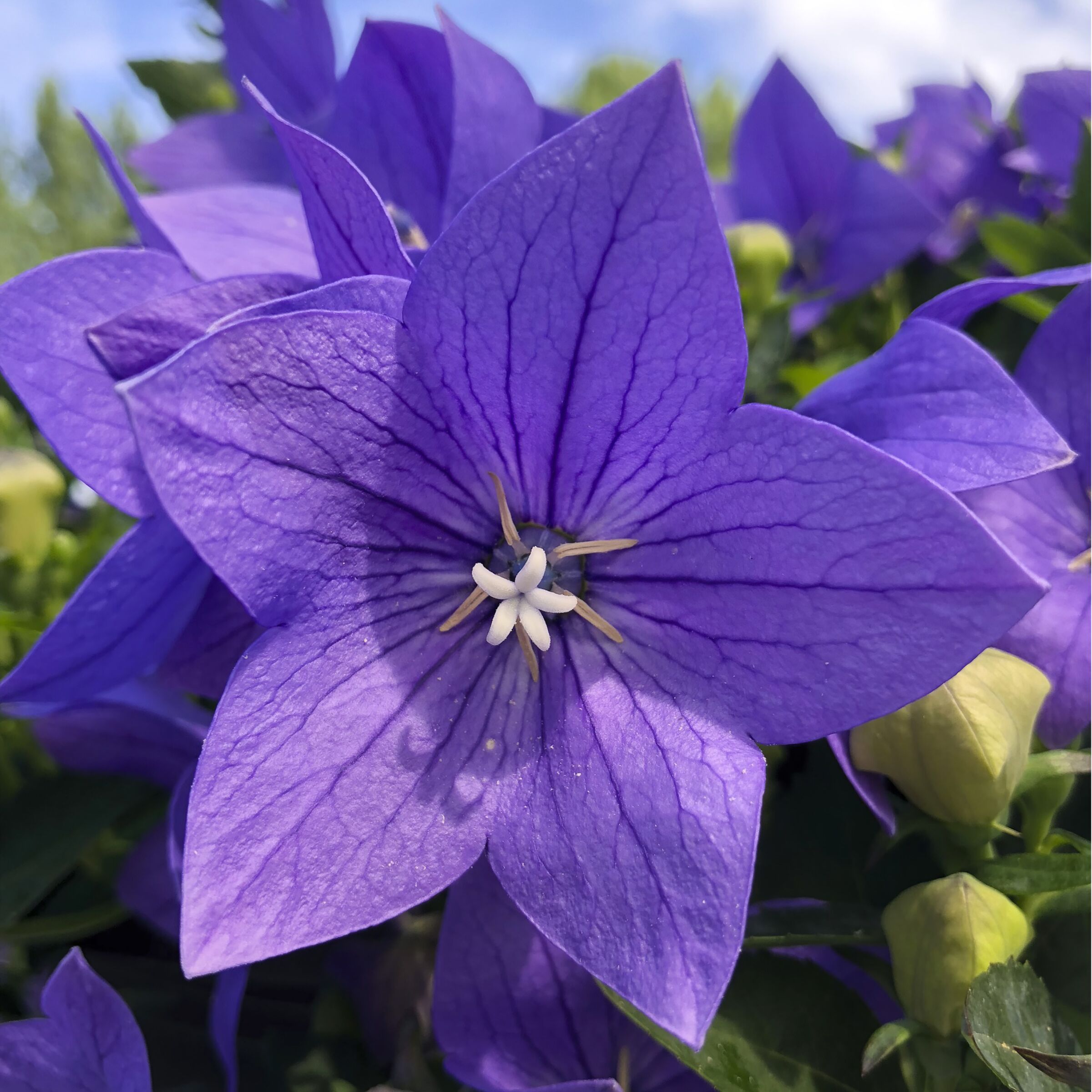 70048721-flower.jpg