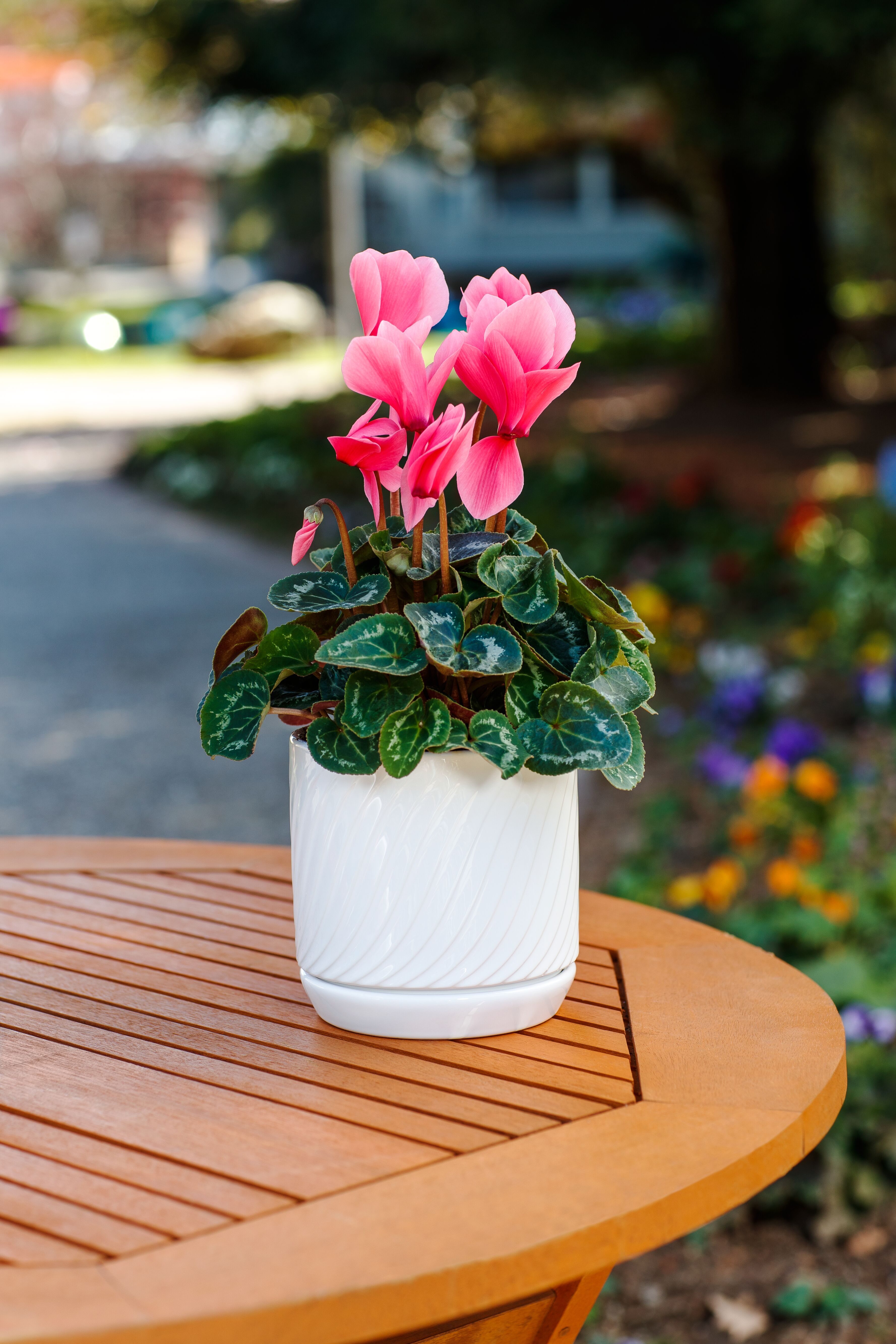 Eco™ Salmon | Syngenta Flowers