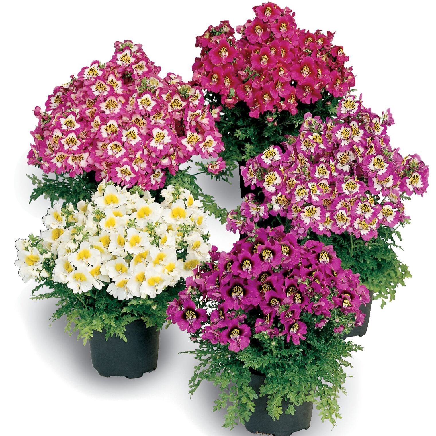 その他 flower Atlantis™ Mix | Syngenta Flowers