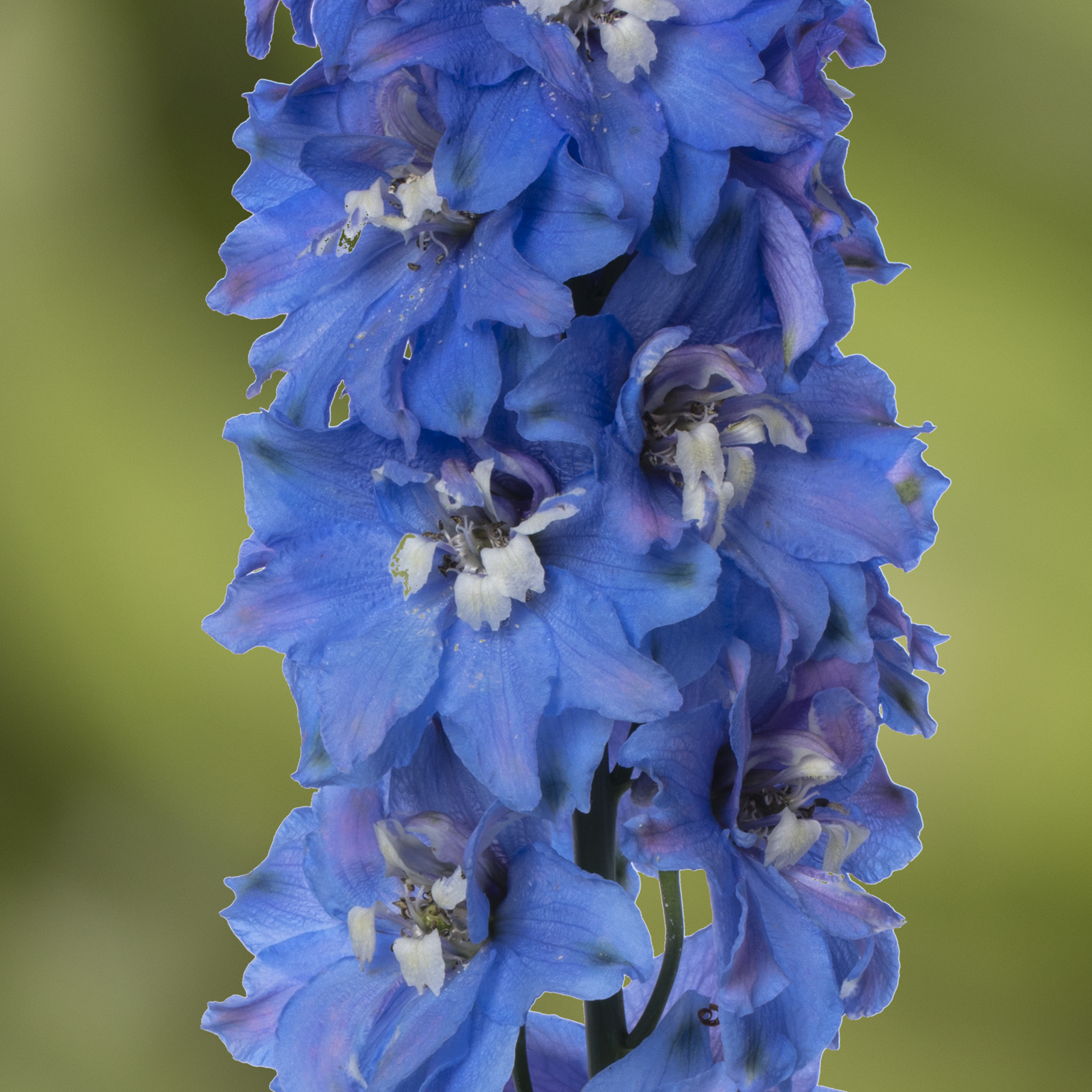Delphina™ Light Blue White Bee | Syngenta Flowers