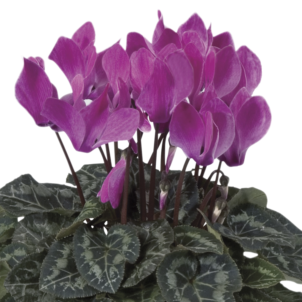 70019005-flower.png