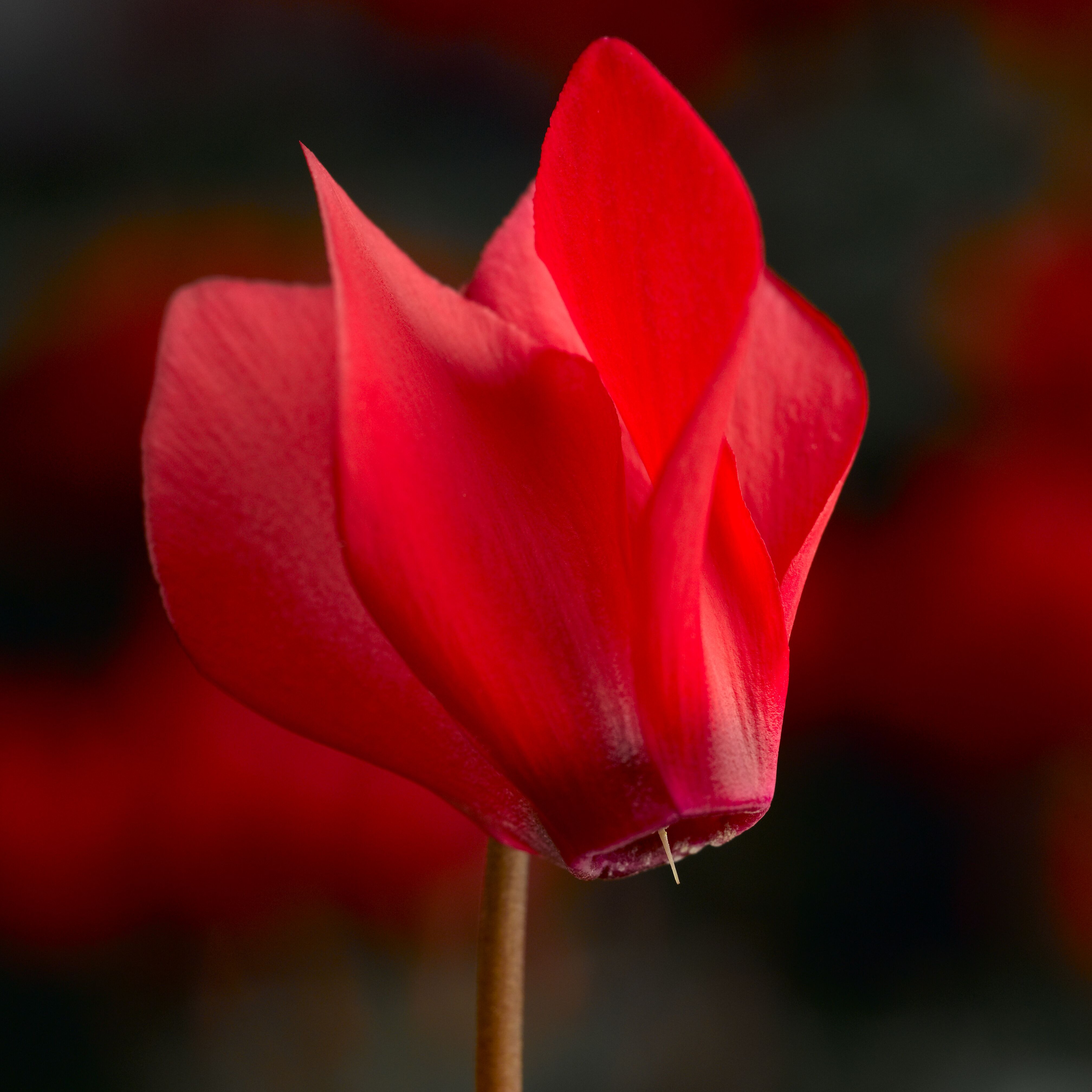 ネオフィタム・アンドロメダ Laser™ Synchro Scarlet | Syngenta Flowers