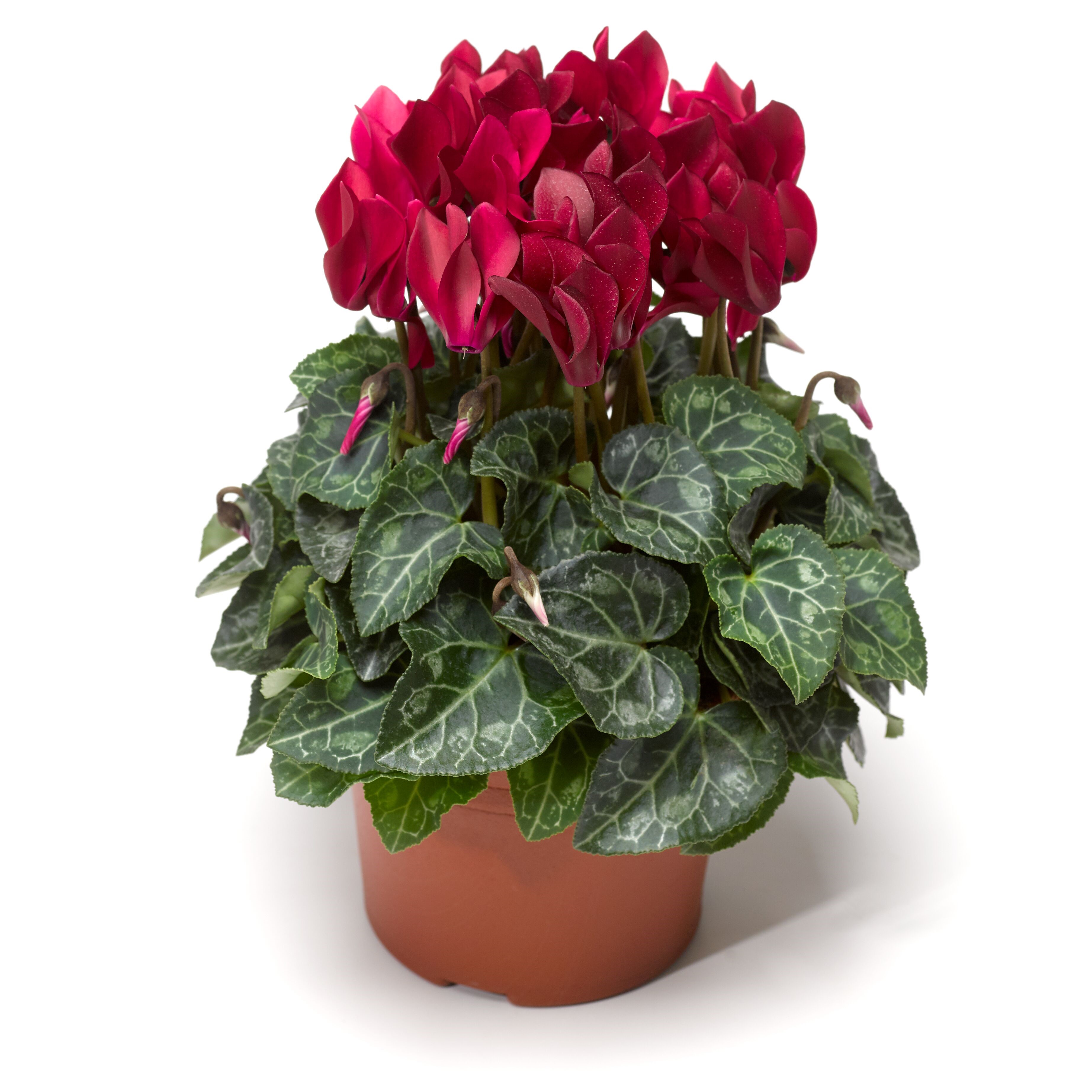 SeeWhy™ Wine | Syngenta Flowers