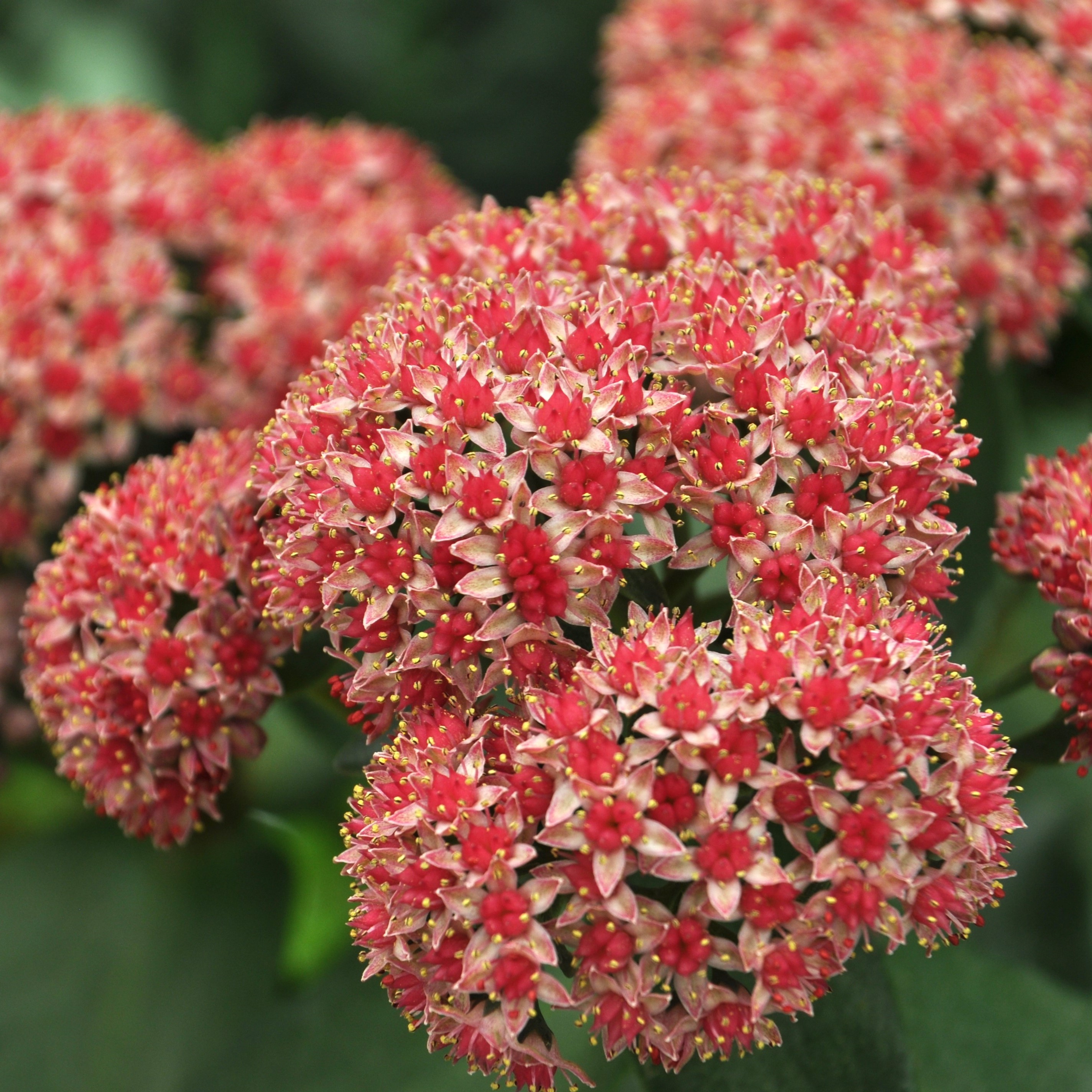 Hot Rocks™ Dark Leaf Red | Syngenta Flowers