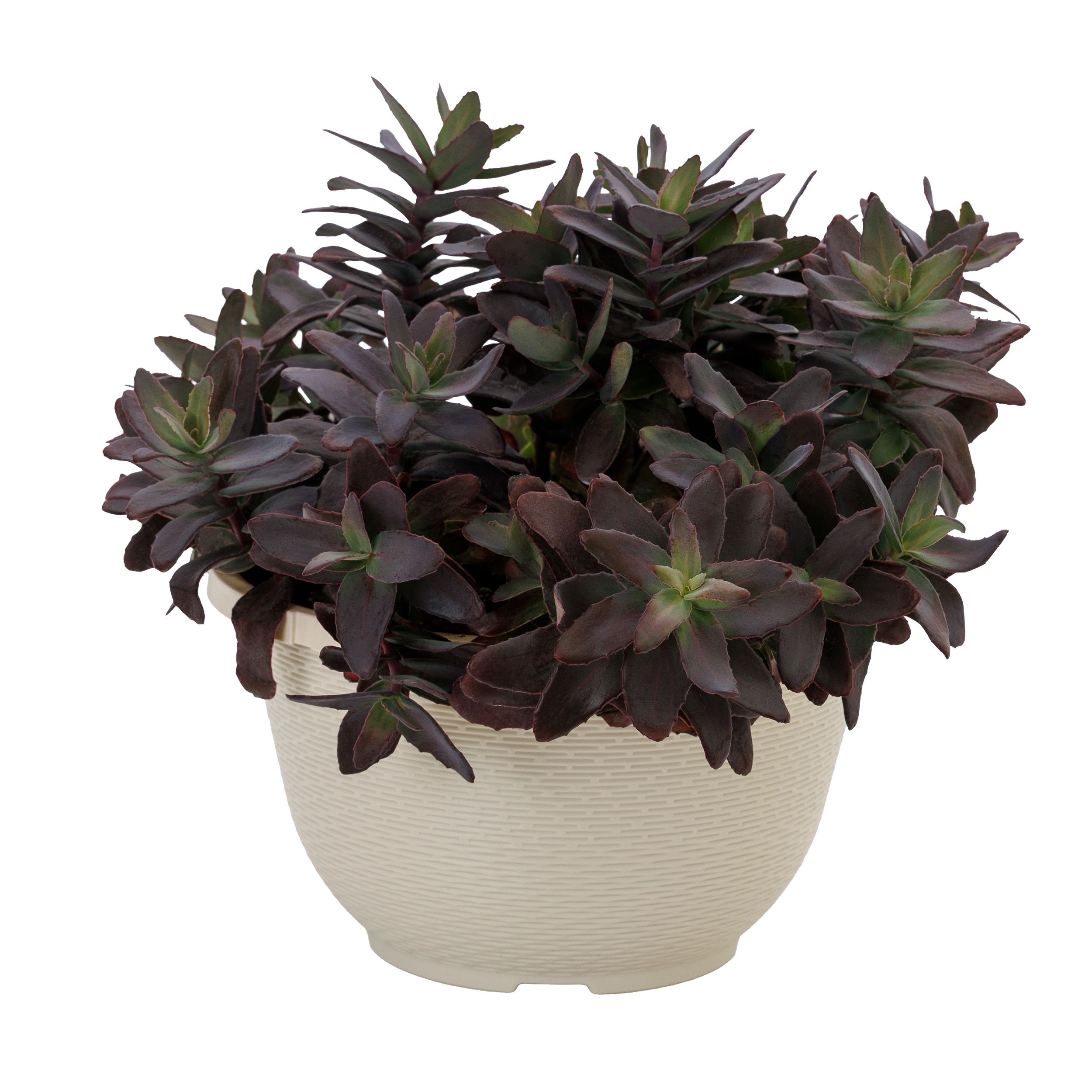 Hot Rocks™ Dark Leaf Red | Syngenta Flowers