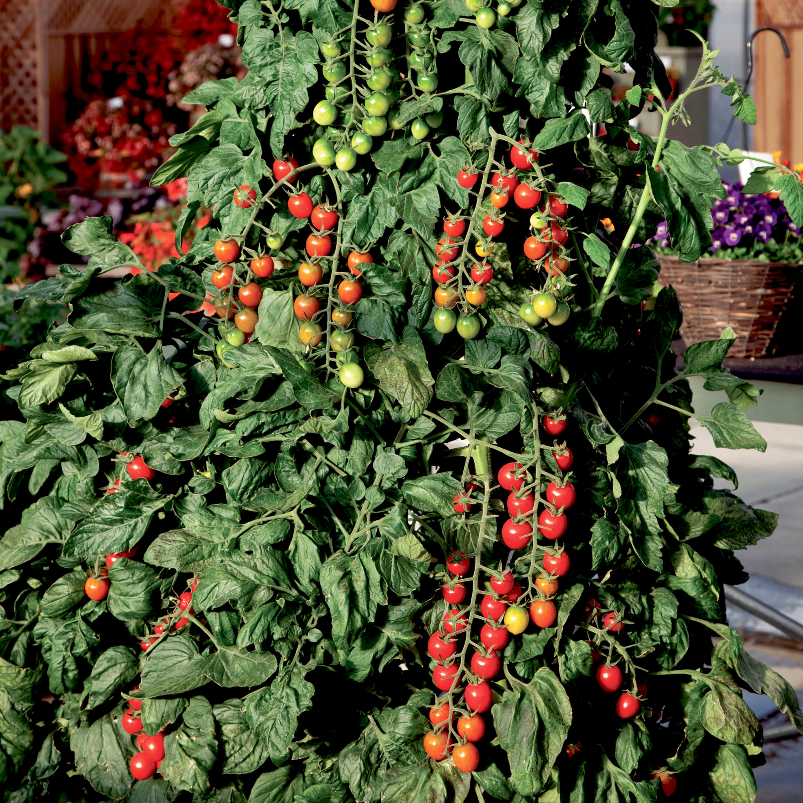 hr_70092276_4.jpg