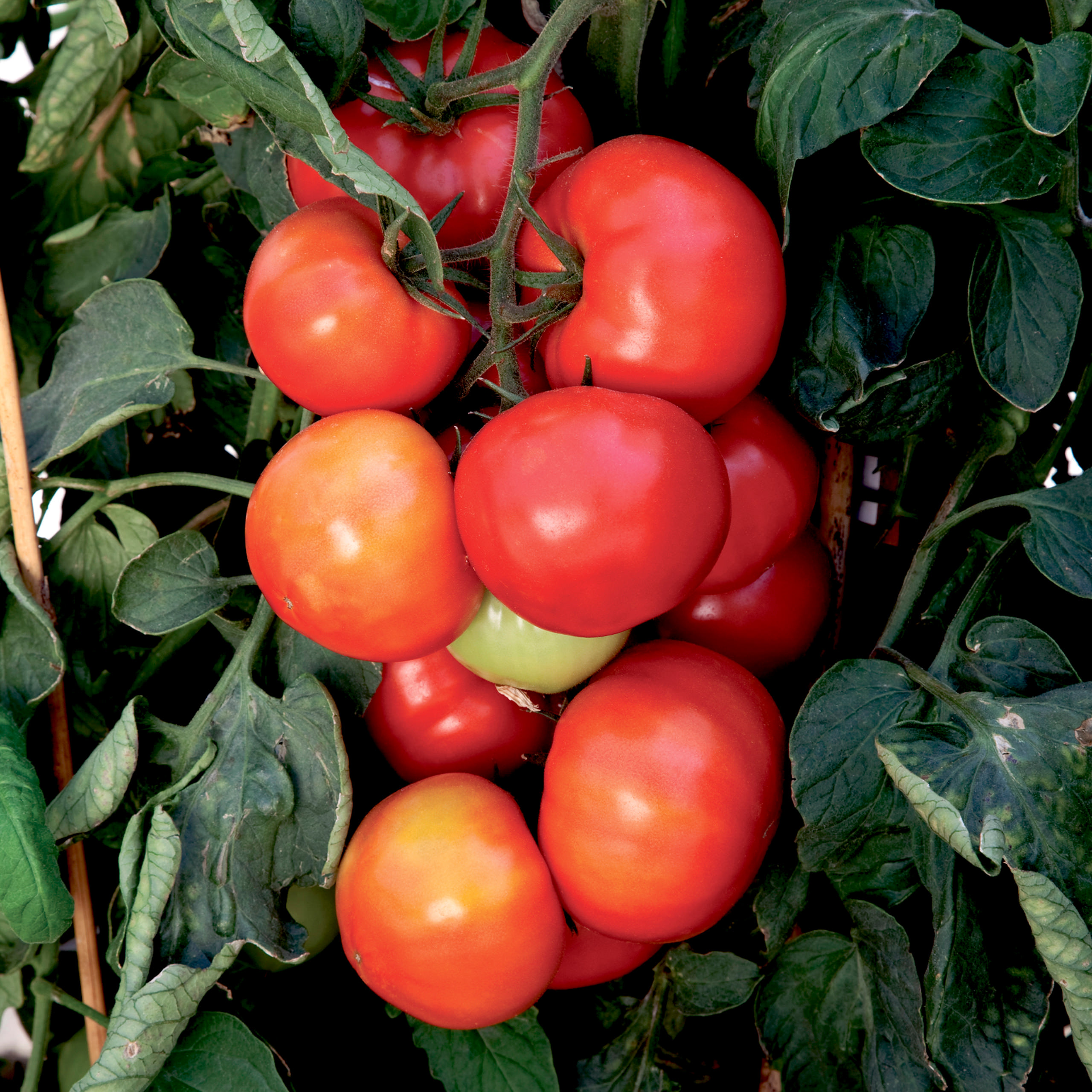 hr_70093990_4.jpg