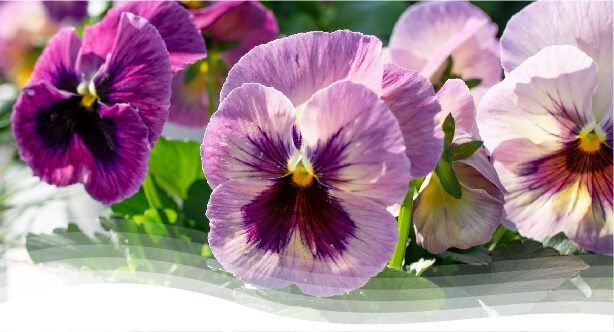 Viola & Pansy | Syngenta Flowers