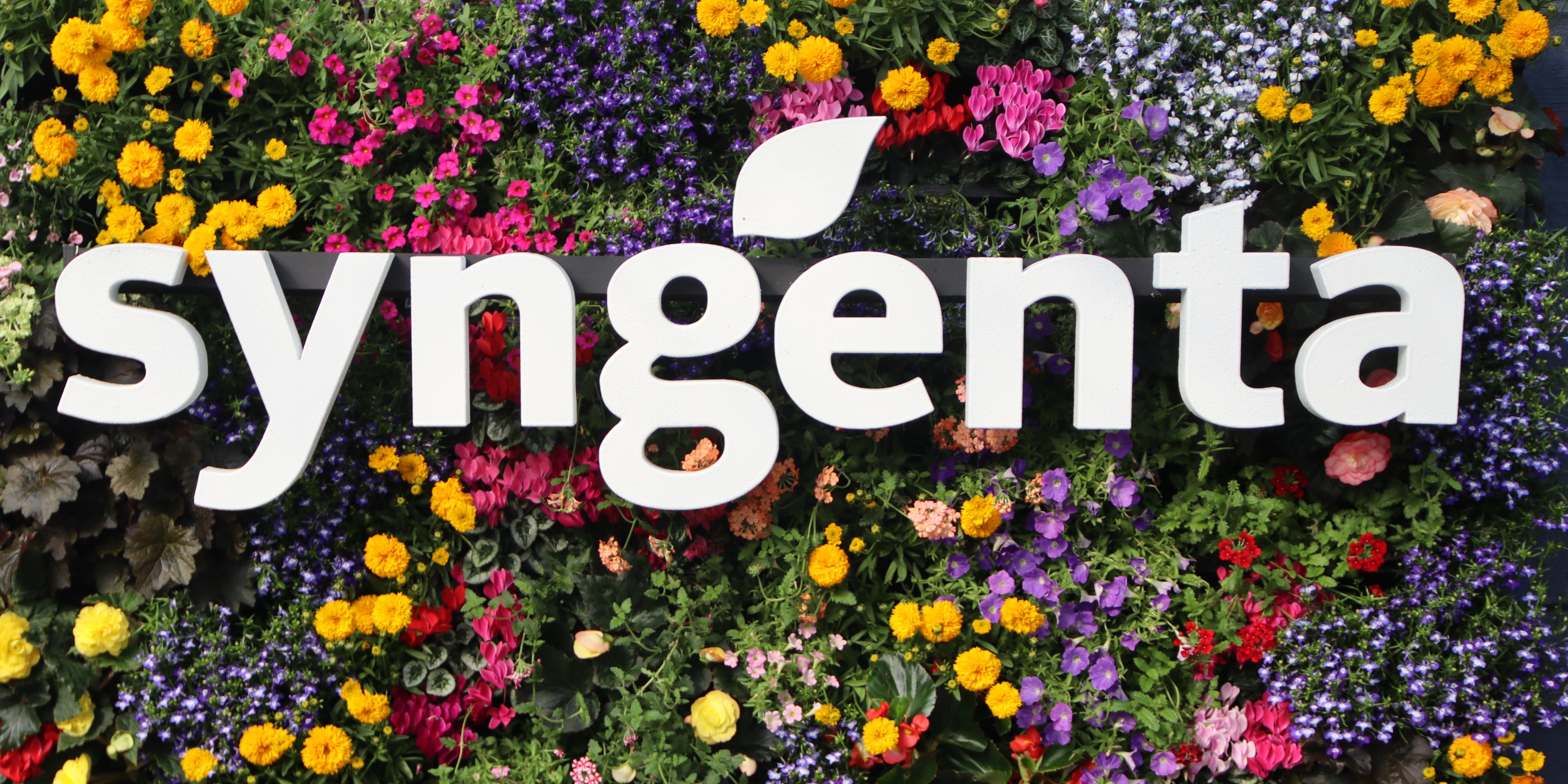 Flower Trials 2025 at Syngenta Flowers | Syngenta Flowers