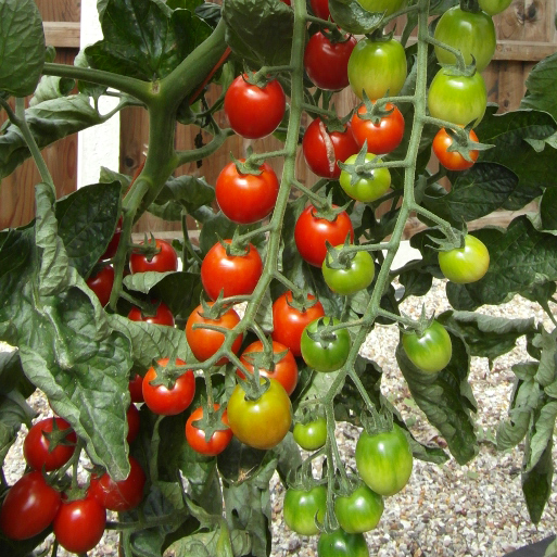 Clusters of cherry tomatoes ripening on the vine, from green to red