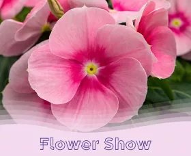APAC Flower Show thumbnail catharanthus