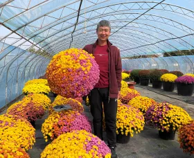 Mr Zhu Ping An - Bejing China - Garden mum - Gigi