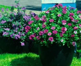 Tradewinds Deep Purple