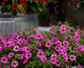 Dekko Pinwheel Purple | Syngenta Flowers