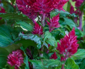 Bright Sparks Burgundy
