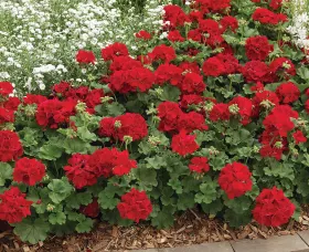 Calliope L Dark Red
