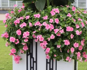 Cora Cascade XDR Shell Pink