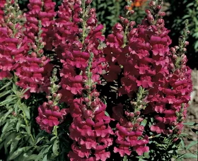 Liberty Classic Lavender