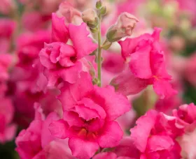 Sweet Duet Rose Shades