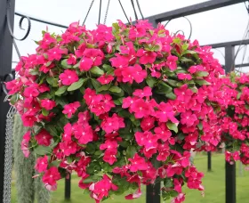 Cora Cascade XDR Bright Rose