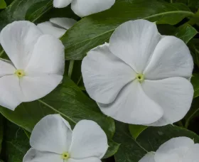 Cora Cascade XDR White