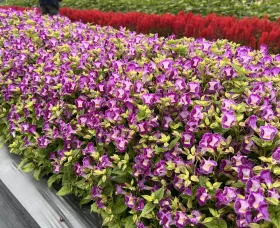 Duchess Purple