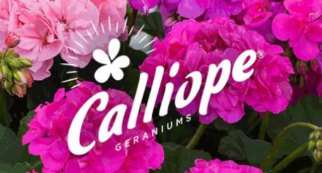Power brand calliope