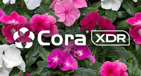 Power brand Cora XDR