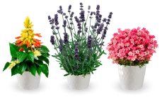 Perennials