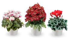 Potted plants