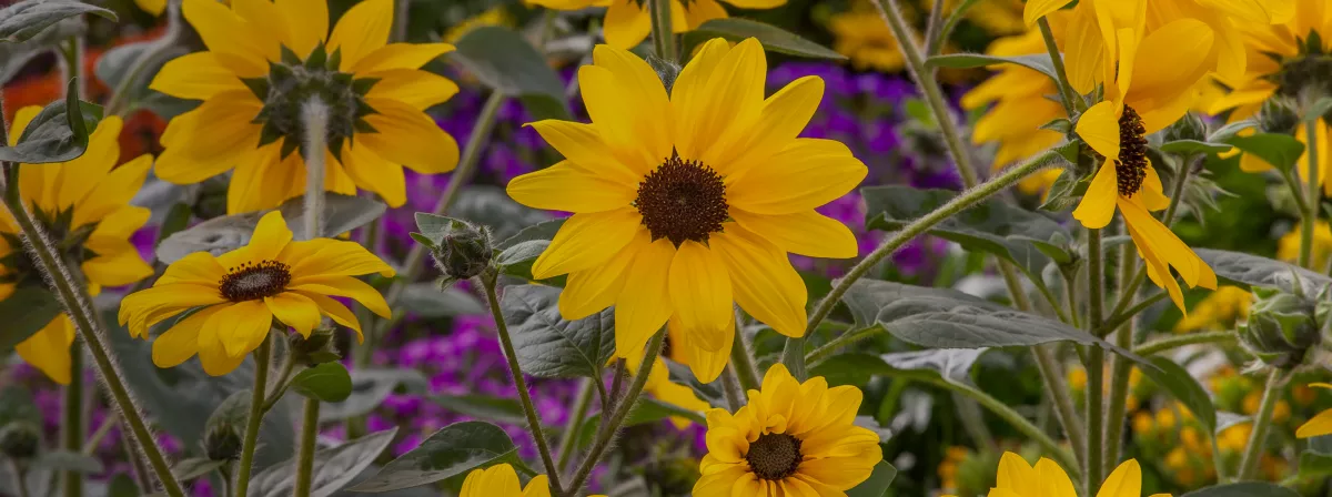 sunfinity-sunflower-dark-cent