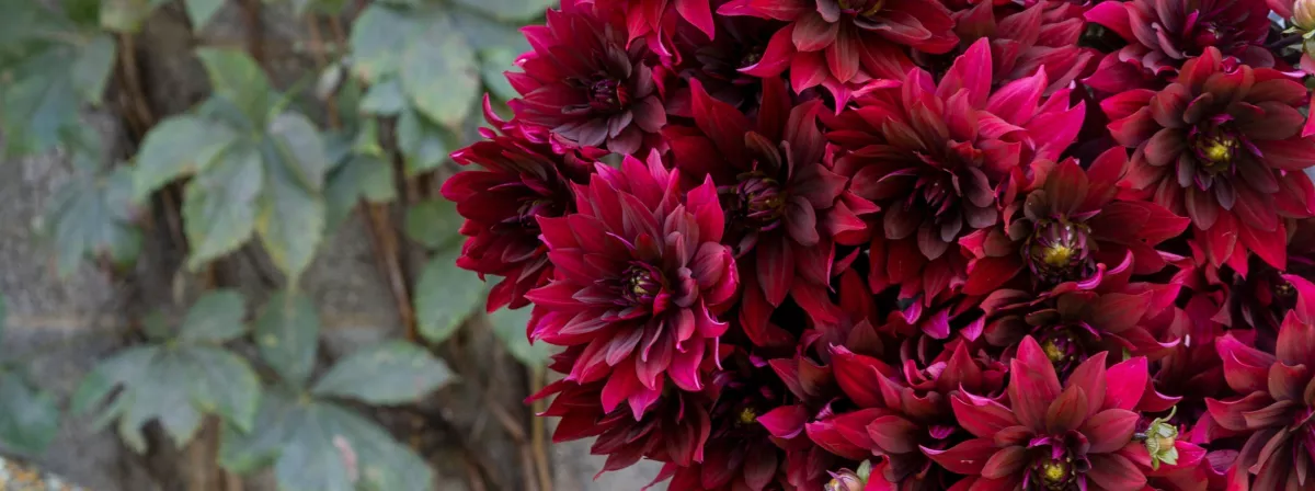 Cut-Flowers-Dahlia-Karma-Cabernet