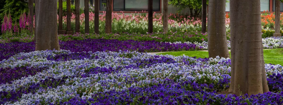 landscape pansy