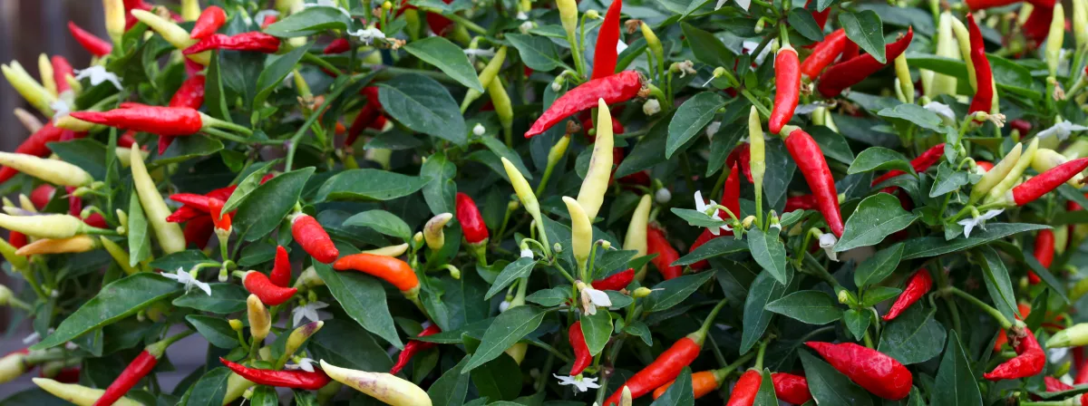 Vegetalis pepper basket of fire