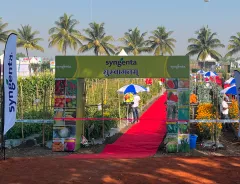 syngenta-india
