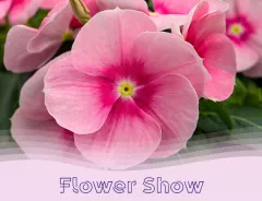 APAC Flower Show thumbnail catharanthus