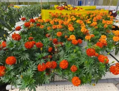 Tagetes triploid - Zenith