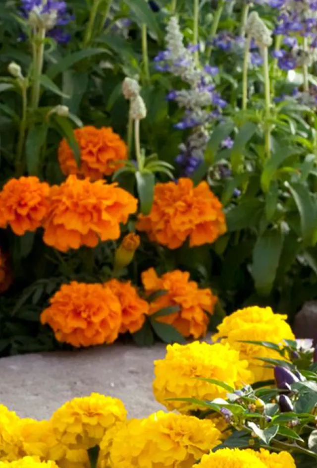 Marigold