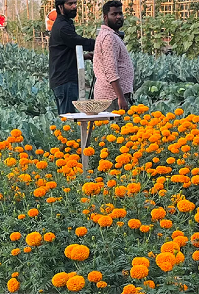 Indi Marigold