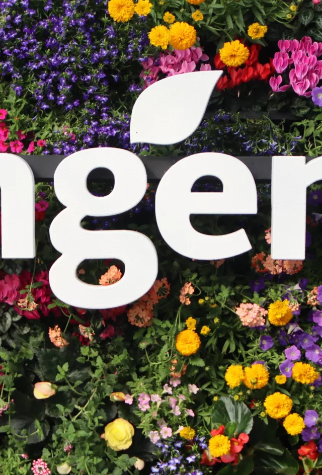 Syngenta Flowers Trials 2025
